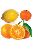 Citrus Bliss (Belebende Mischung)