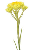 Helichrysum (Strohblume)