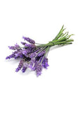 Lavender (Lavendel)